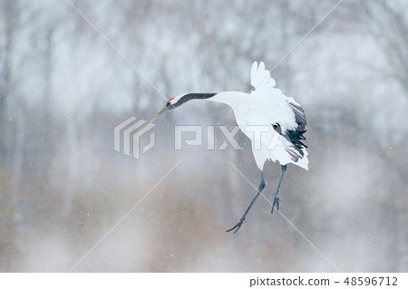 Crane, winter scene with snowflakes Crane, winter scene with snowflakes 48596712