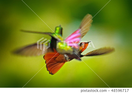 Two Hummingbirds in fight on Trinidad and Tobago Two Hummingbirds in fight on Trinidad and Tobago 48596717