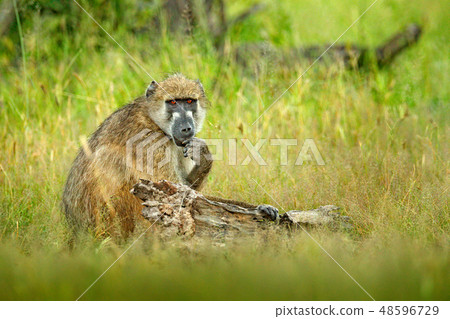 Chacma baboon, Papio ursinus Chacma baboon, Papio ursinus 48596729