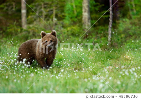 Lonely young cub bear in the pine forest. 48596736