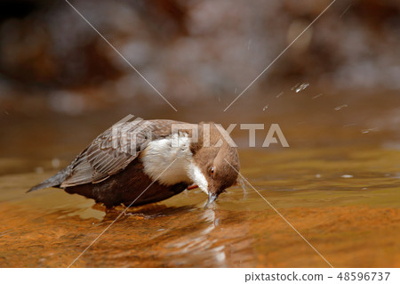 White-throated Dipper, Cinclus cinclus White-throated Dipper, Cinclus cinclus 48596737