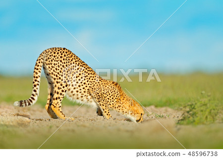 Cheetah drinking water on the road 48596738