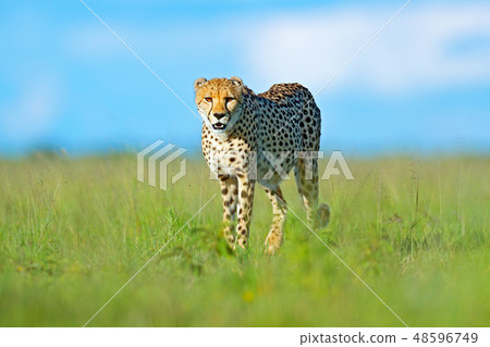 Cheetah, Acinonyx jubatus, walking wild cat Cheetah, Acinonyx jubatus, walking wild cat 48596749