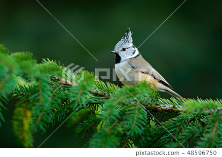 Crested Tit sitting on beautiful lichen branch Crested Tit sitting on beautiful lichen branch 48596750