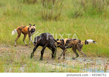 Wild Dogs hunting in Zambia, buffalo calf Wild Dogs hunting in Zambia, buffalo calf 48596752