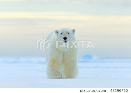 Polar bear walking in snow, Canada Polar bear walking in snow, Canada 48596760