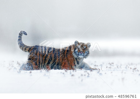 Tiger in wild winter nature, running in the snow. 48596761
