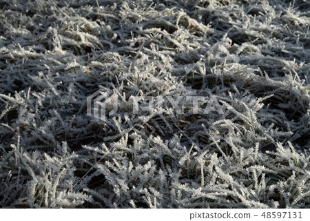 Grass covered in hoar frost with icy snow crystals 48597131