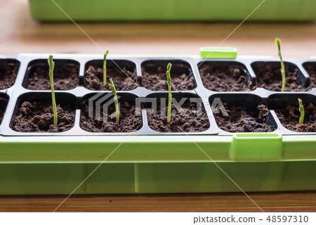 Delicate, new homegrown snow peas sprouts in soil Delicate, new homegrown snow peas sprouts in soil 48597310