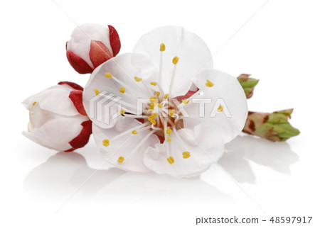 almond flower with buds isolated 48597917