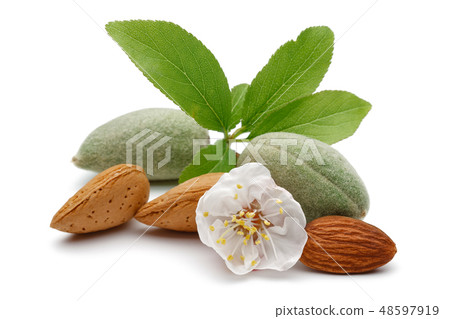 Fresh almonds with flower and leaves isolated 48597919