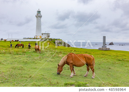 Shizuzaki Summer cold horse Shizuzaki Summer cold horse 48598964