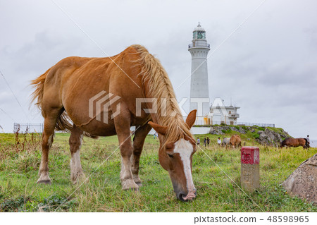 Shizuzaki Summer cold horse Shizuzaki Summer cold horse 48598965