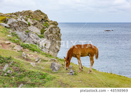 Shizuzaki Summer cold horse 48598969