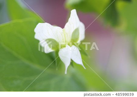 Sayrien flower Sayrien flower 48599039