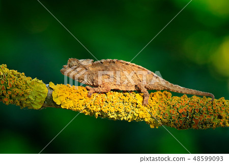 Chameleon sitting on the branch in forest habitat 48599093