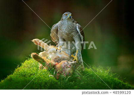 Goshawk, Accipiter gentilis, feeding on hare 48599120