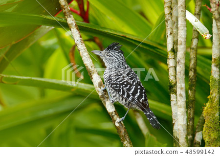 Barred Antshrike, Thamnophilus doliatus 48599142