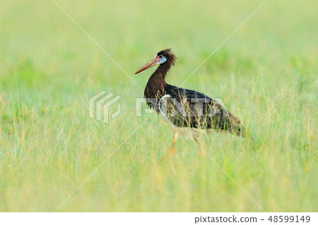 Abdim's white-bellied stork, Ciconia abdimii 48599149