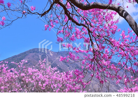 Akayashio blooms Okuhiko no spring Akayashio blooms Okuhiko no spring 48599218