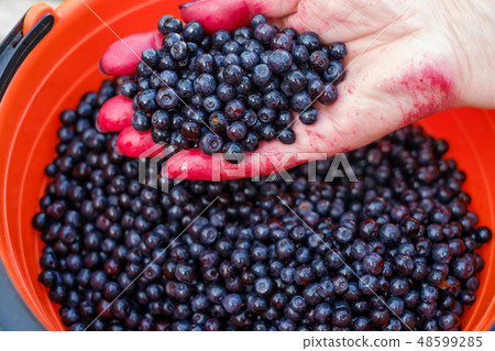 Man holding clean bluecherry in hand. Man holding clean bluecherry in hand. 48599285