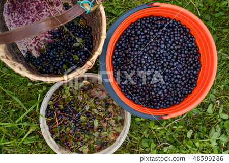 Peel the blueberries after picking up. Peel the blueberries after picking up. 48599286