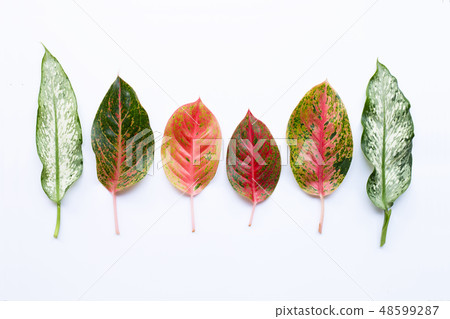 Colorful Aglaonema leaves Isolated on white Colorful Aglaonema leaves Isolated on white 48599287