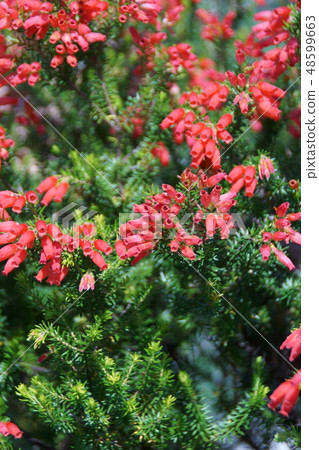 Erika Winterfire花語言是“幸福的愛” 48599663