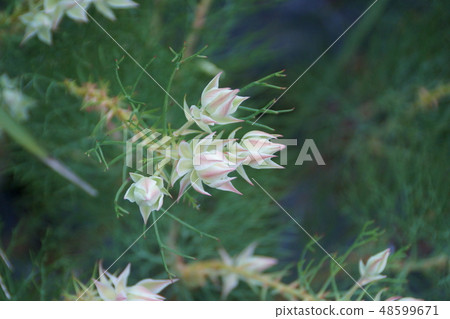 Celia pretty pink flower language is "pretty heart" Celia pretty pink flower language is "pretty heart" 48599671
