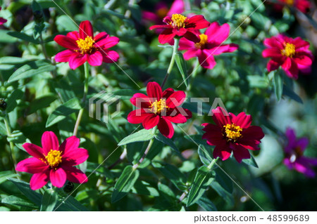 Hyakusoujini Profusion Flower language "Shinobu a deceased friend" 48599689