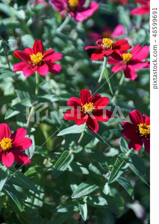 Hyakusoujini Profusion Flower language "Shinobu a deceased friend" 48599691