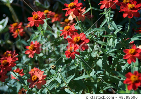Hyakusoujini Profusion Flower語言是“對朋友的想法” Hyakusoujini Profusion Flower語言是“對朋友的想法” 48599696