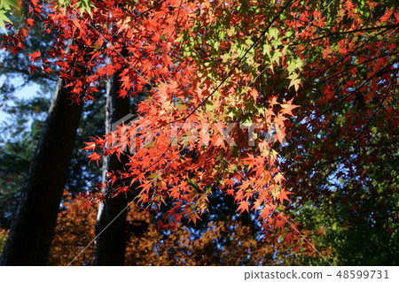 Iroha autumn leaves Brilliant autumn leaves 48599731