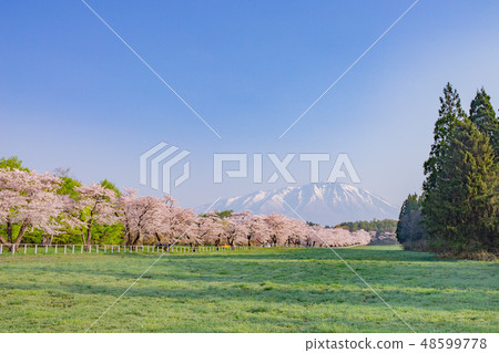 Koiwai農場和Mt. Iwate櫻花樹 48599778
