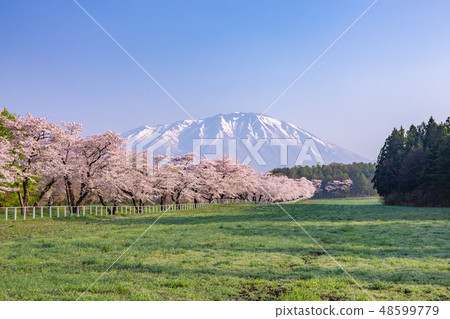 Koiwai農場和Mt. Iwate櫻花樹 48599779