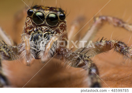 Close up of jumper spider on the dry leaf  48599785