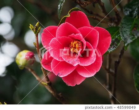 Beautiful camellia (with water drops) Beautiful camellia (with water drops) 48599849