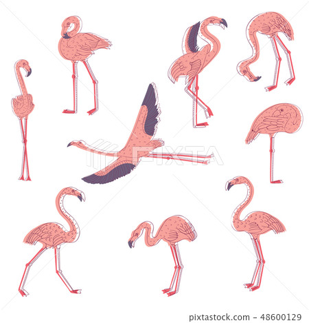 Hand drawn vector set of pink flamingo in different poses. Exotic bird with long legs and neck 48600129