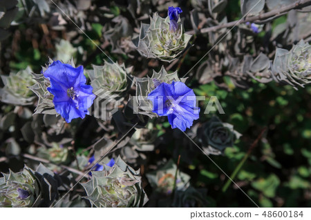 Blue mountain flowers at Cachoeira Da Fumaca, Smoke Waterfall, Vale Do Capao, Chapada Diamantina Blue mountain flowers at Cachoeira Da Fumaca, Smoke Waterfall, Vale Do Capao, Chapada Diamantina 48600184