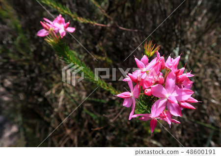 Pink mountain flowers at Cachoeira Da Fumaca, Smoke Waterfall, Vale Do Capao, Chapada Diamantina Pink mountain flowers at Cachoeira Da Fumaca, Smoke Waterfall, Vale Do Capao, Chapada Diamantina 48600191
