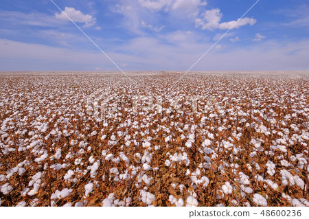 Cotton field ready for harvesting in Campo Verde, Mato Grosso, Brazil 48600236