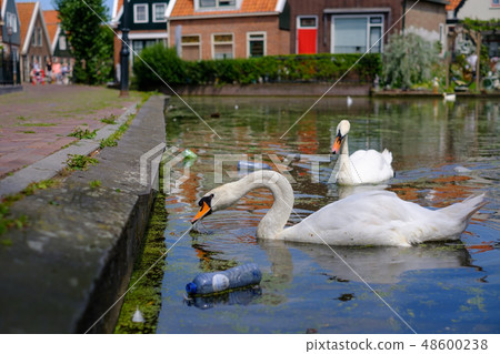 A swan sweaming in small lake 48600238