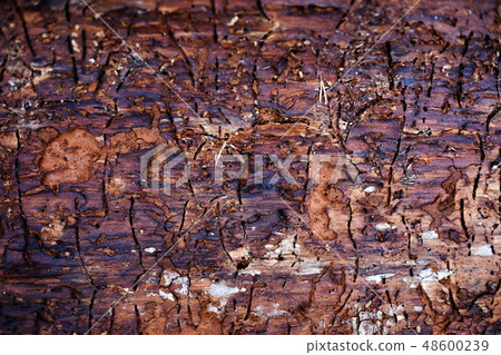 Traces of bark beetle on tree trunk 48600239