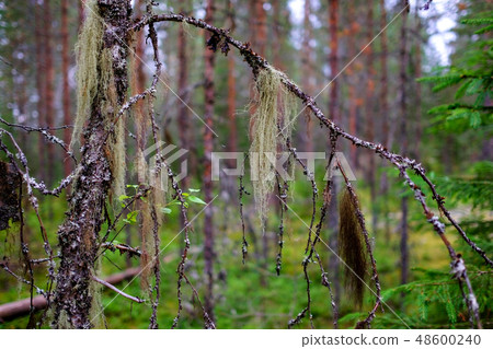 A multicolored lichen Usnea hangs on a birch 48600240