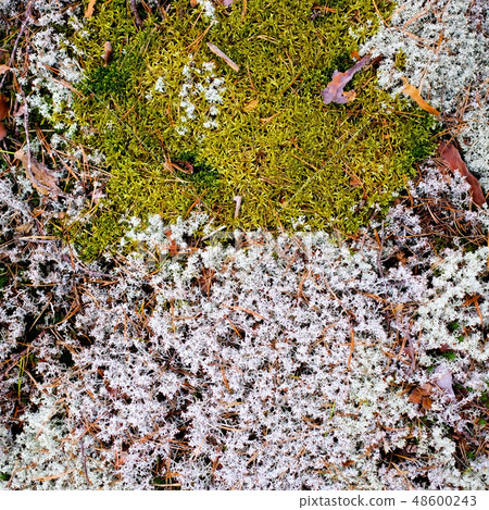 Moss and lichen on old wall Moss and lichen on old wall 48600243