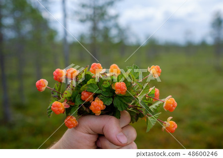 A person holds a bouquet of cloudberries  48600246