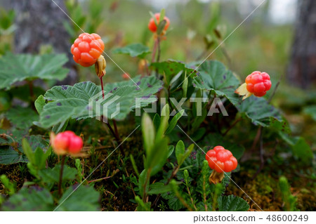 Cloudberry grow in the forest in Russia 48600249