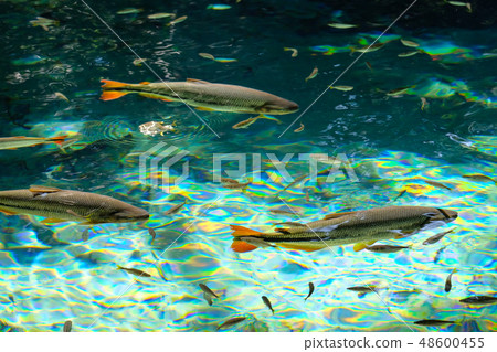 Brycon Hilarii, Piraputanga fishes in cristal clear water of the Salobra river, Bom Jardim Nobres 48600455