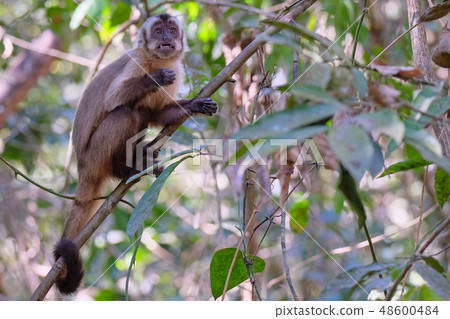 Azaras's Capuchin or Hooded Capuchin, Sapajus Cay, Simia Apella or Cebus Apella, Nobres, Mato Grosso 48600484