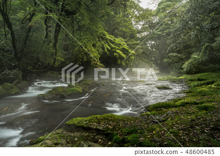 Valley Beauty 48600485